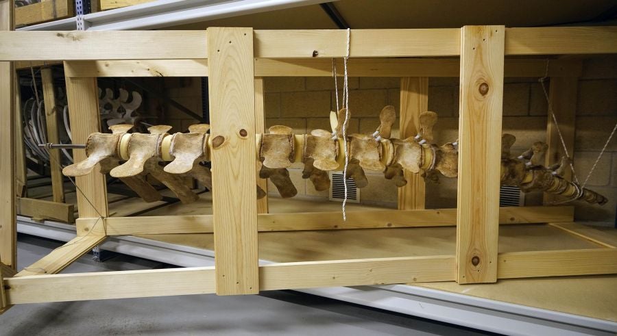 El Aquarium de Donostia ultima los detalles para exponer el esqueleto de un joven rorcual aliblanco hembra que apareció en 2000 cerca de Igeldo