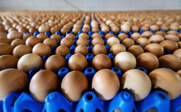 «Comer un huevo al día no provoca efectos negativos en la salud ni reduce la supervivencia»