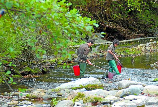 Guardas de Medio Ambiente con alevines de salmón en el Bidasoa. 