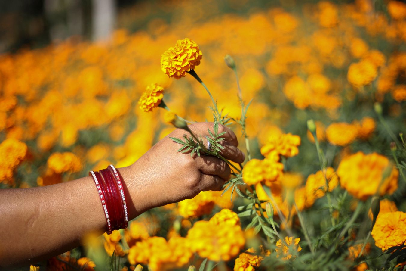 La flor del amaranto globoso se utiliza para formar guirnaldas y adorar a los dioses y animales durante el Festival del Diwali que comienza a celebrarse el 5 de noviembre. Por eso este viernes multitud de mujeres han iniciado la recolecta de estas flores. El festival, de cinco días de duración, es el segundo mayor evento para los hindúes en Nepal. 