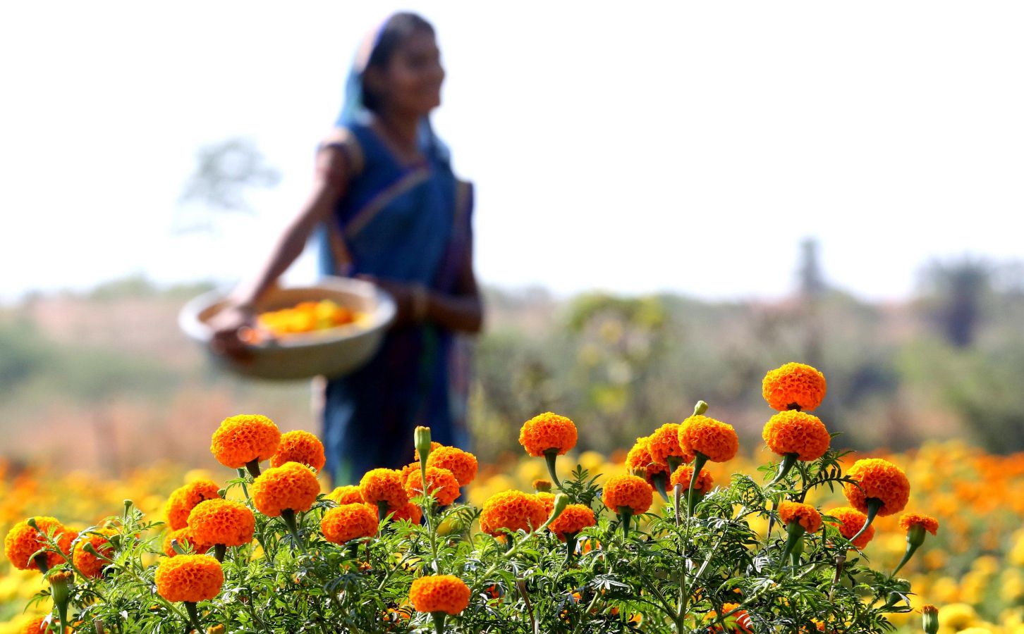 La flor del amaranto globoso se utiliza para formar guirnaldas y adorar a los dioses y animales durante el Festival del Diwali que comienza a celebrarse el 5 de noviembre. Por eso este viernes multitud de mujeres han iniciado la recolecta de estas flores. El festival, de cinco días de duración, es el segundo mayor evento para los hindúes en Nepal. 