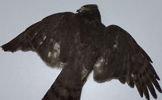 Imagen principal - La organización ecologista Eguzki denuncia la muerte de al menos doce gavilanes desde el inicio de la temporada de caza en Euskadi