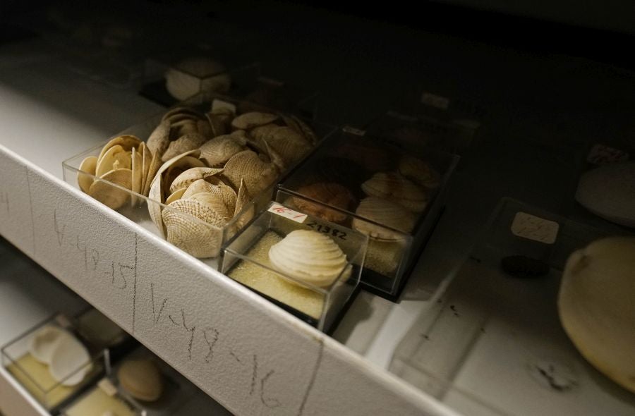 Un almacén oculto en un barrio de Donostia atesora miles de joyas que no tienen cabida en el Aquarium 