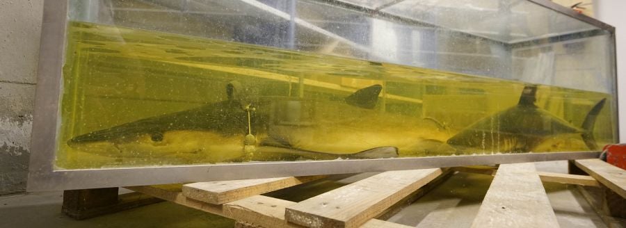 Un almacén oculto en un barrio de Donostia atesora miles de joyas que no tienen cabida en el Aquarium 