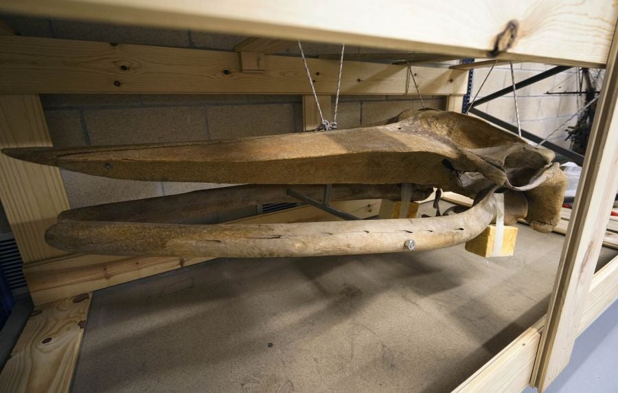 Un almacén oculto en un barrio de Donostia atesora miles de joyas que no tienen cabida en el Aquarium 