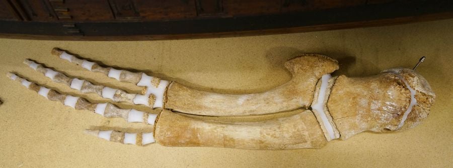 Un almacén oculto en un barrio de Donostia atesora miles de joyas que no tienen cabida en el Aquarium 