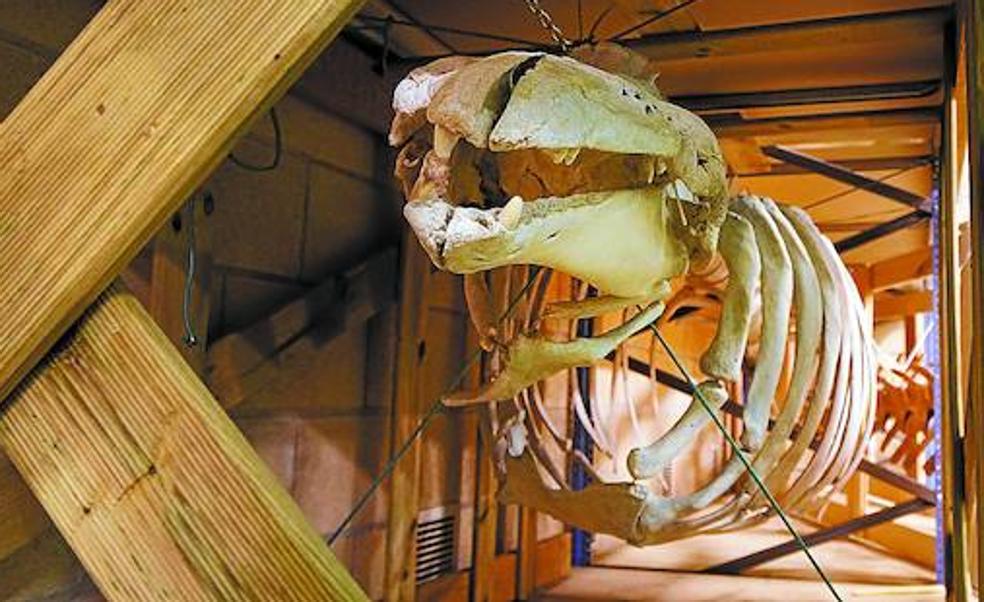 El esqueleto de una Beluga comprado en Dinamarca que llevaba al menos veinte años sin exponer.