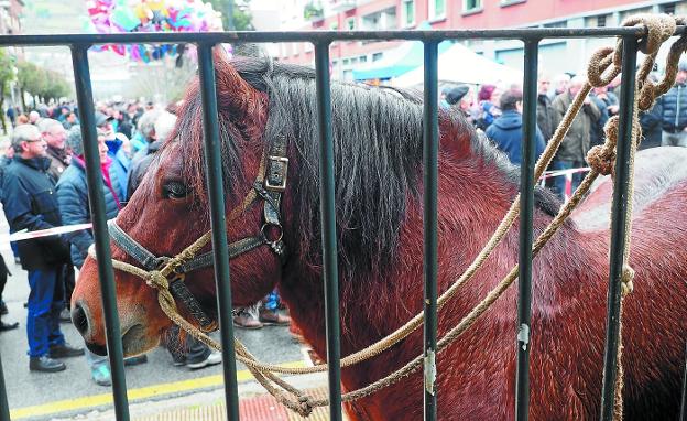 Ganado caballar. La exhibición y el concurso se llevarán a cabo en la avenida Urdaneta. 