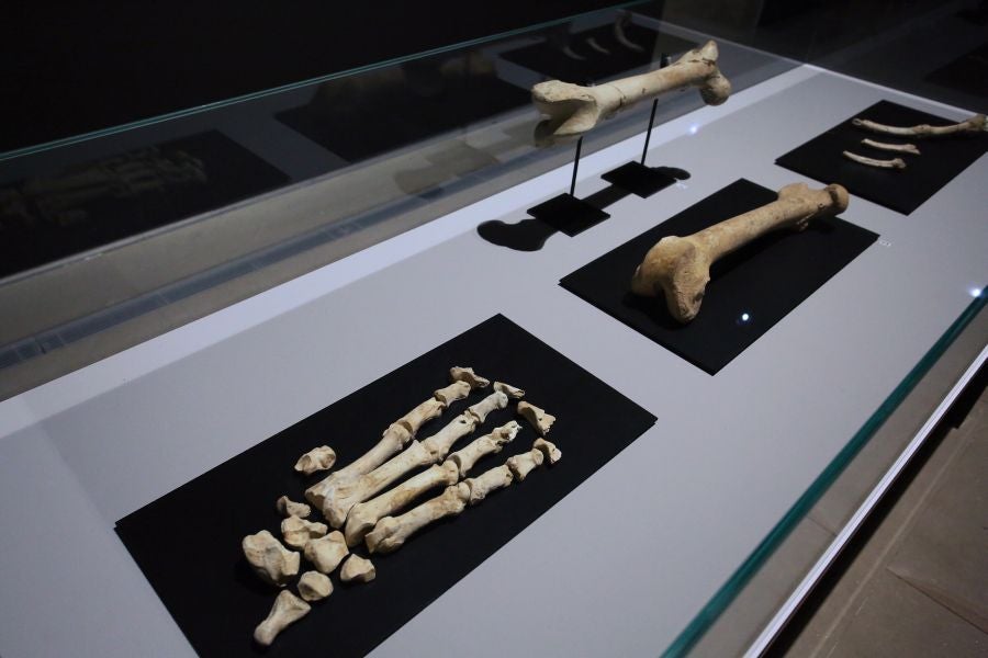 Además del espectacular esqueleto del león de Arrikutz, la exposición, cuenta con otras 16 piezas entre fósiles originales, réplicas y piezas de arte rupestre, así como con un audiovisual.