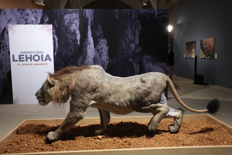 Además del espectacular esqueleto del león de Arrikutz, la exposición, cuenta con otras 16 piezas entre fósiles originales, réplicas y piezas de arte rupestre, así como con un audiovisual.