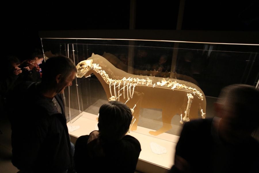 Además del espectacular esqueleto del león de Arrikutz, la exposición, cuenta con otras 16 piezas entre fósiles originales, réplicas y piezas de arte rupestre, así como con un audiovisual.