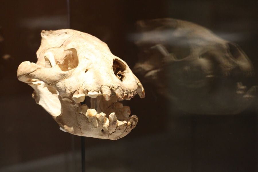 Además del espectacular esqueleto del león de Arrikutz, la exposición, cuenta con otras 16 piezas entre fósiles originales, réplicas y piezas de arte rupestre, así como con un audiovisual.