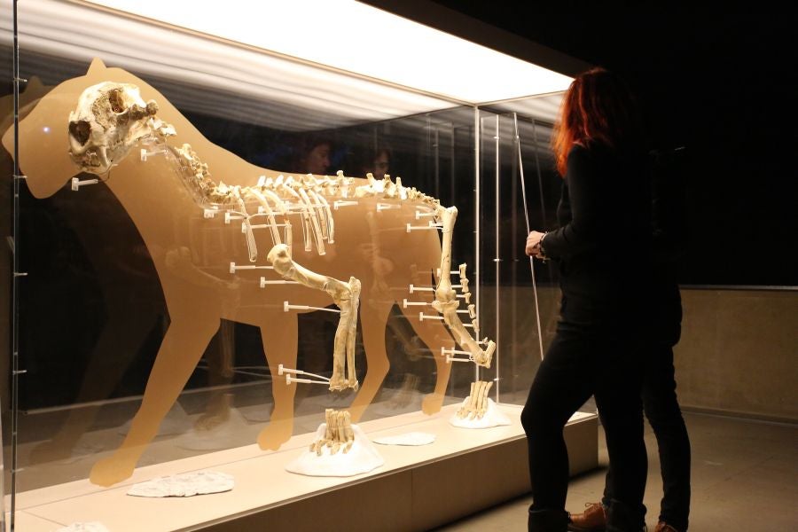 Además del espectacular esqueleto del león de Arrikutz, la exposición, cuenta con otras 16 piezas entre fósiles originales, réplicas y piezas de arte rupestre, así como con un audiovisual.