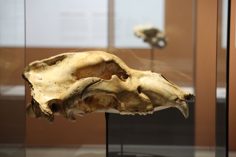 Además del espectacular esqueleto del león de Arrikutz, la exposición, cuenta con otras 16 piezas entre fósiles originales, réplicas y piezas de arte rupestre, así como con un audiovisual.