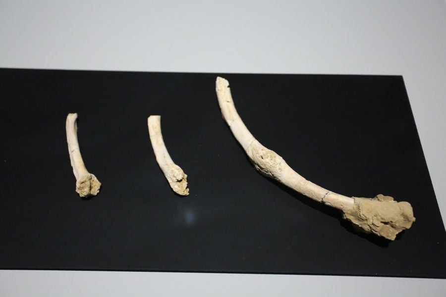 Además del espectacular esqueleto del león de Arrikutz, la exposición, cuenta con otras 16 piezas entre fósiles originales, réplicas y piezas de arte rupestre, así como con un audiovisual.