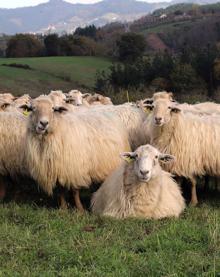 Imagen secundaria 2 - «No nos veíamos toda la vida entre cuatro paredes», afirman Jon y Martina, que cambiaron la cocina por el pastoreo y hoy viven felices en su casa y quesería Garoa de Zerain