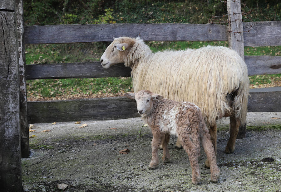Jon y Martina cambiaron la cocina por el pastoreo y hoy viven felices en su casa y quesería Garoa de Zerain.