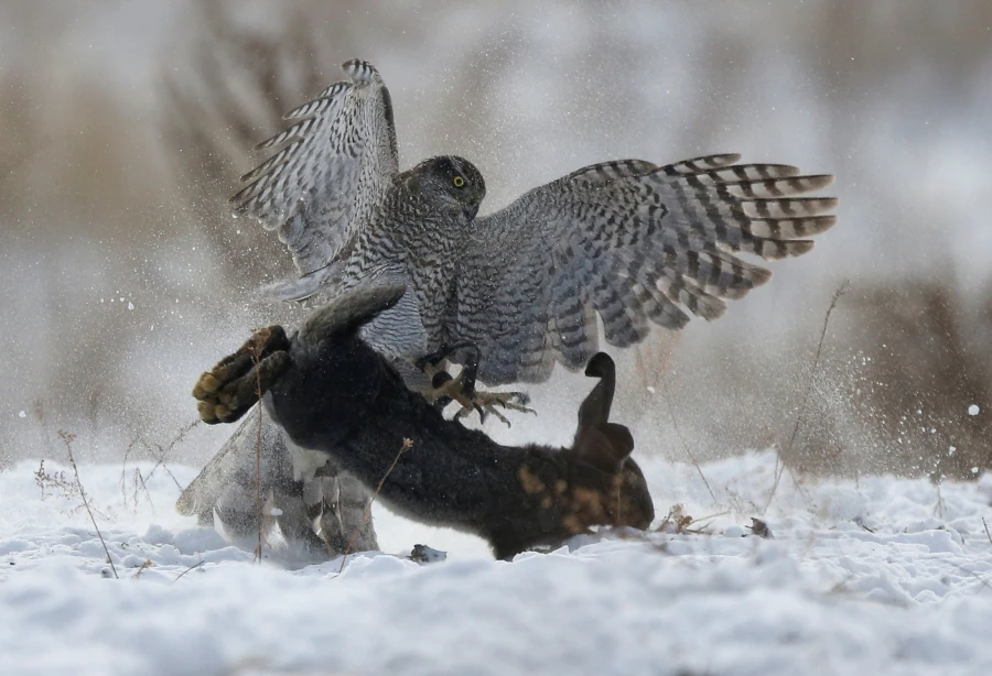 Los participantes del concurso de caza tradicional con cetrería en Almaty, Kazajistán, esperan su turno, con sus aves, bajo el frío invernal de diciembre.