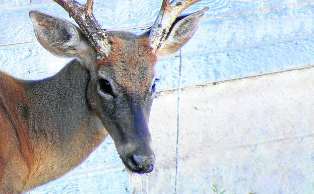 Un ejemplar enfermo detectado en Estados Unidos. Arriba, investigadores analizan material infectado. En grande, una manada de renos en Noruega. 