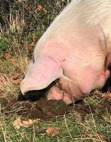 Imagen secundaria 2 - Gilda ha paseado por el campo durante su presentación ante los medios