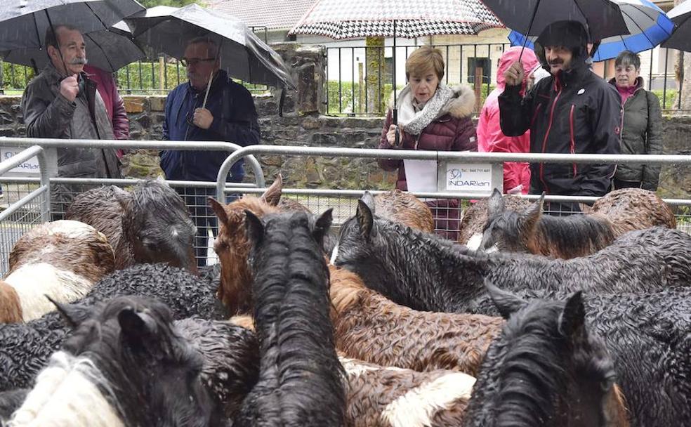 Ganado equino en la feria de Santa Lucía.