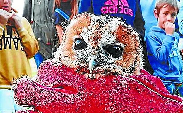 Suelta de una de las lechuzas recuperadas en el centro. 