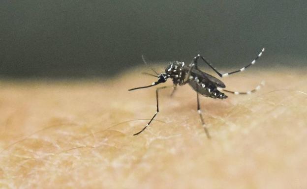 Aprobada una vacuna contra el dengue para zonas endémicas de Europa