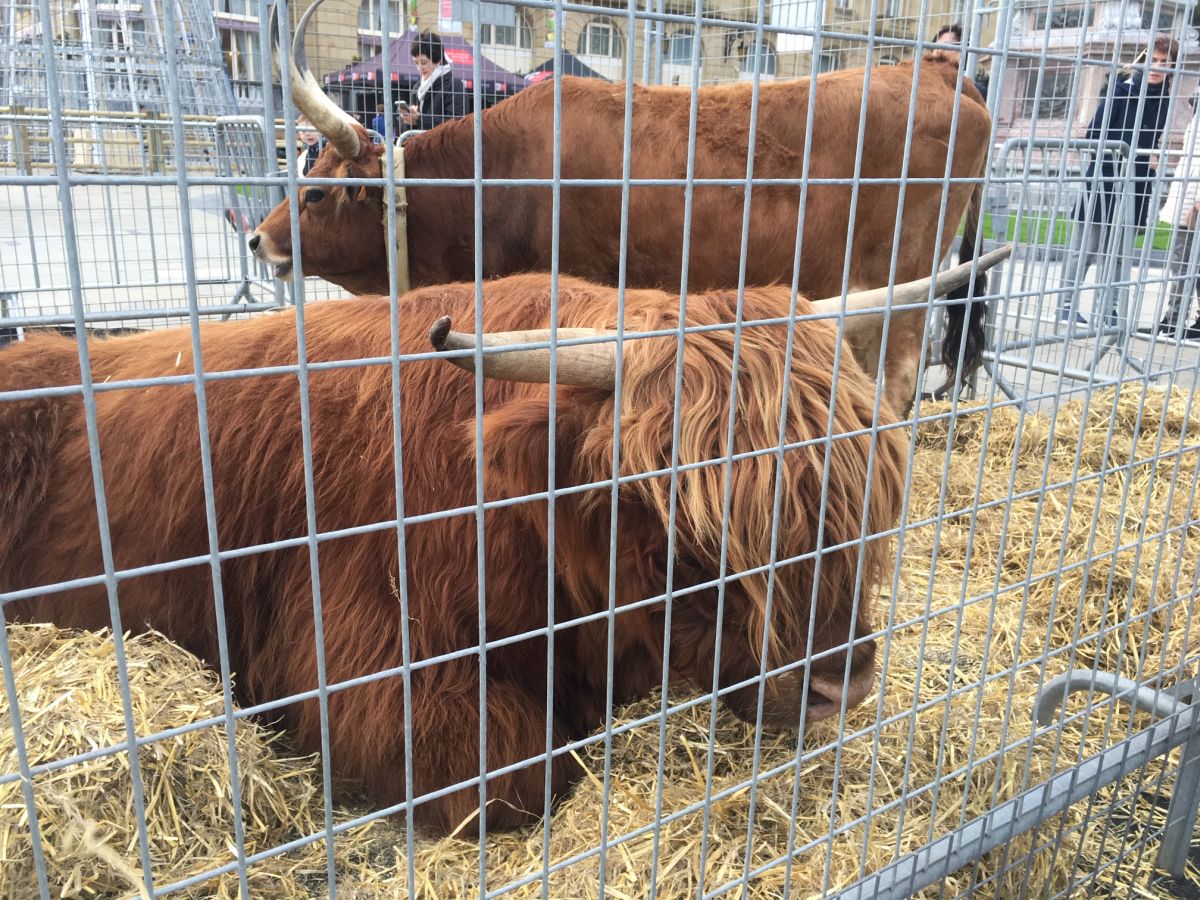 Donostia se viste de tradición y buen ambiente por Santo Tomás. Los diferentes puestos de talos y txistorra funcionan a pleno rendimiento desde primera hora, y los puestos de verduras, frutas, reposteria, pan y artesanías contribuyen a dar color a la ciudad. 