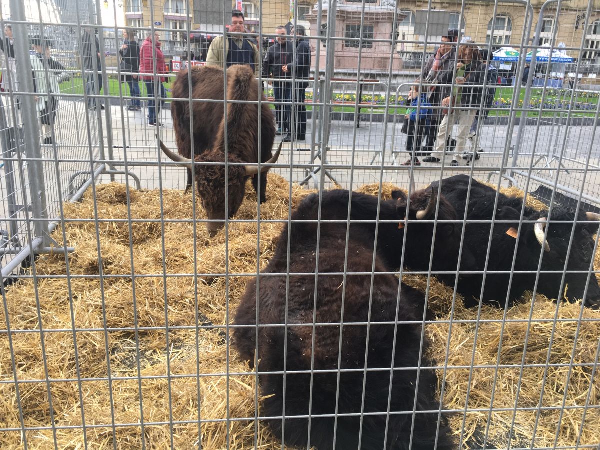 Donostia se viste de tradición y buen ambiente por Santo Tomás. Los diferentes puestos de talos y txistorra funcionan a pleno rendimiento desde primera hora, y los puestos de verduras, frutas, reposteria, pan y artesanías contribuyen a dar color a la ciudad. 