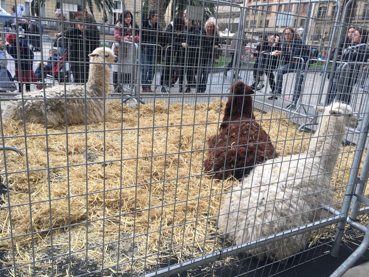 Donostia se viste de tradición y buen ambiente por Santo Tomás. Los diferentes puestos de talos y txistorra funcionan a pleno rendimiento desde primera hora, y los puestos de verduras, frutas, reposteria, pan y artesanías contribuyen a dar color a la ciudad. 
