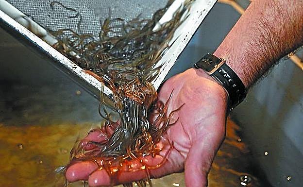 Las capturas en Gipuzkoa no se pueden vender.