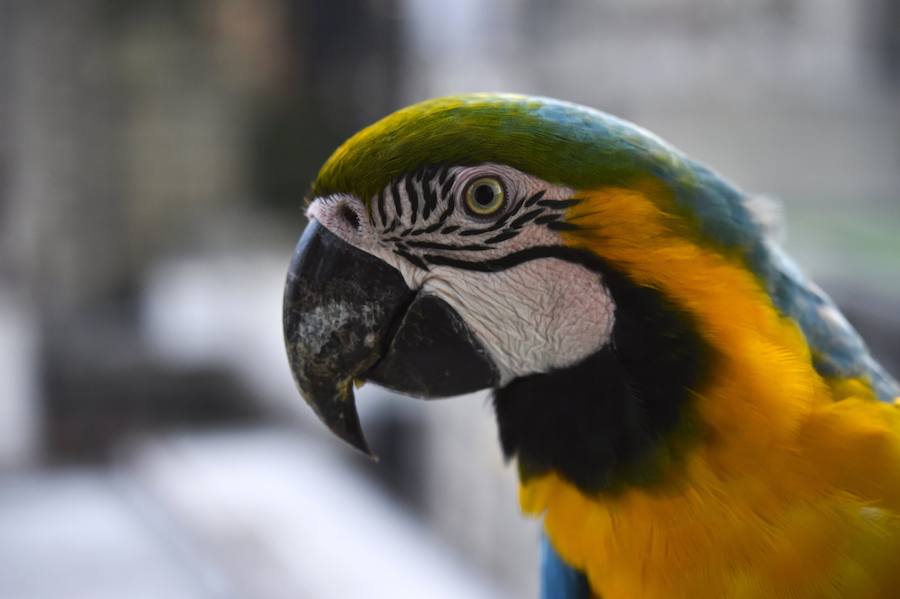 Coloridas guacamayas silvestres surcan el cielo de Caracas. Estridentes y mayormente dóciles, se posan en balcones en busca de alimento, una cercanía no siempre apropiada para su supervivencia. Sus plumajes son una paleta que combina rojos, azules, verdes, amarillos o anaranjados. Con los primeros rayos de sol o al caer la tarde emprenden su vuelo zigzagueante entre palmeras y edificios.