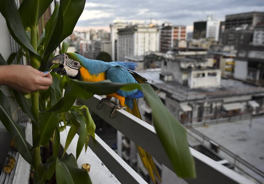 Coloridas guacamayas silvestres surcan el cielo de Caracas. Estridentes y mayormente dóciles, se posan en balcones en busca de alimento, una cercanía no siempre apropiada para su supervivencia. Sus plumajes son una paleta que combina rojos, azules, verdes, amarillos o anaranjados. Con los primeros rayos de sol o al caer la tarde emprenden su vuelo zigzagueante entre palmeras y edificios.