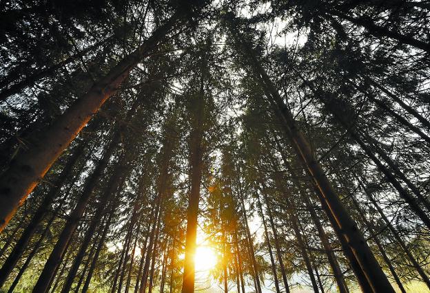 Un informe detalla el papel que desempeña la biomasa comarcal a nivel energético y económico.