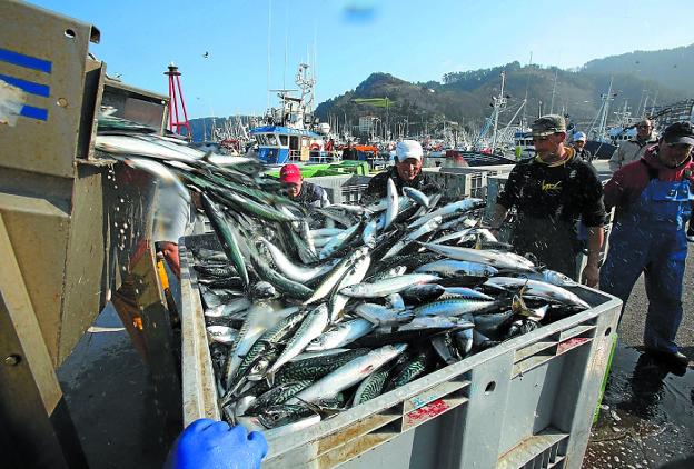 Descarga de verdel en el Puerto de Ondarroa, donde además atracan los barcos de altura.