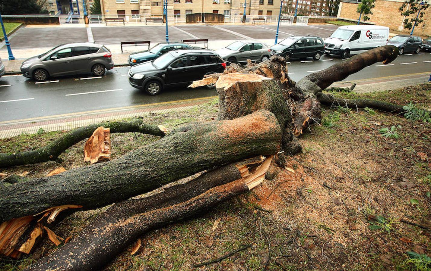 Árboles caídos, carreteras cortadas, paseos cerrados... El temporal de viento y lluvia que azota Gipuzkoa ha dejado numerosas incidencias a lo largo y ancho del territorio