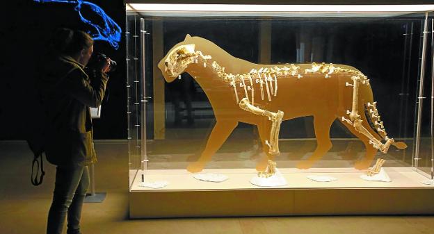 León. El esqueleto del león de Arrikrutz se puede ver hasta el 10 de febrero en el Museo San Telmo de Donostia . 