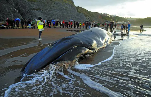 Una miembro de Ambar fotografía a la ballena varada. 
