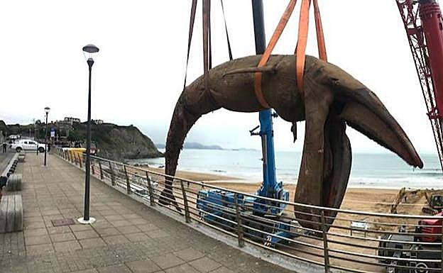 La ballena es izada por grúas