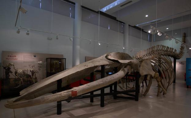 'Paloma', como se llama la ballena azul de 23 metros, que es la joya del museo de ciencias naturales de Los Yébenes. 
