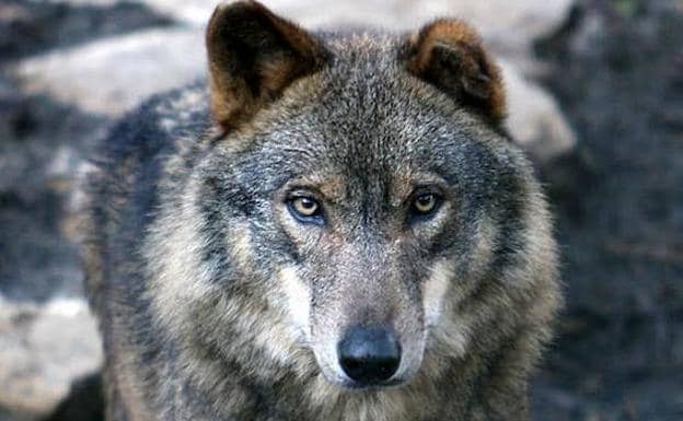 El lobo, especie amenazada en Euskadi pero no en peligro de extinción | El  Diario Vasco