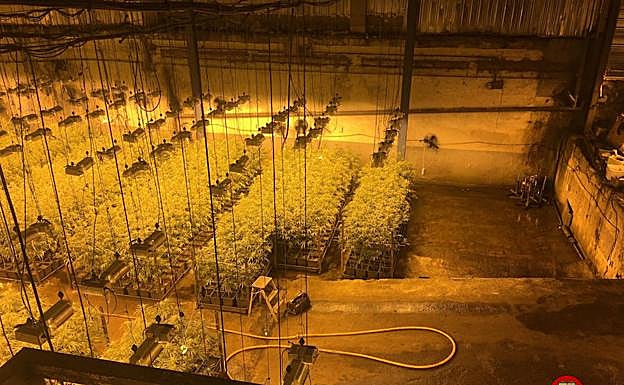 La Ertzaintza decomisa en los últimos cuatro años marihuana valorada en 27 millones
