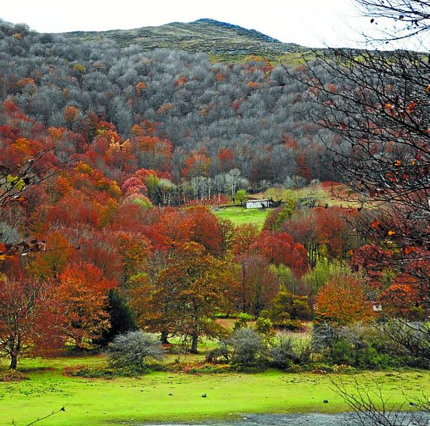 Se intenta mejorar los sistemas forestales de Navarra. 
