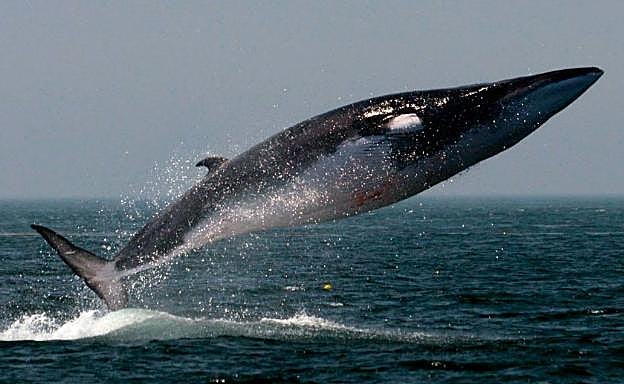 Un rorcual común. 