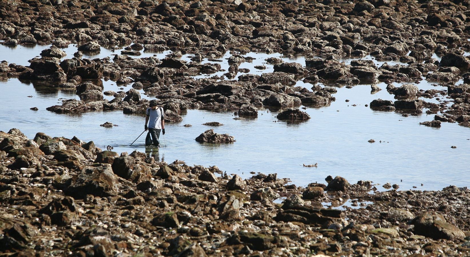 Las mareas vivas de estos días están dejando imágenes impresionantes en la costa guipuzcoana. Este jueves por la mañana el fondo marino de la playa donostiarra de Ondarreta ha quedado a la vista de los curiosos.