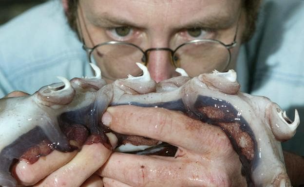 Un científico observa un calamar capturado en el Ártico. 