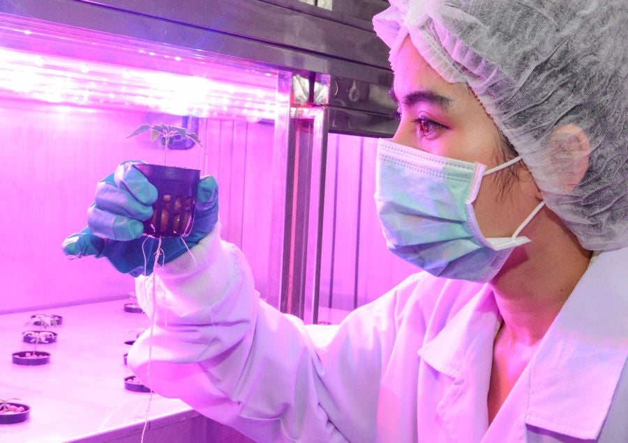 La Organización Gubernamental Farmacéutica (GPO, siglas en inglés) en Pathum Tani, Tailandia ha inaugurado el invernadero para plantar el primer cultivo legal de marihuana para su uso médico.