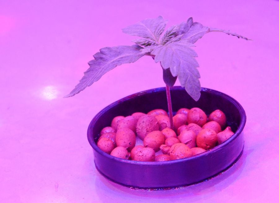 La Organización Gubernamental Farmacéutica (GPO, siglas en inglés) en Pathum Tani, Tailandia ha inaugurado el invernadero para plantar el primer cultivo legal de marihuana para su uso médico.