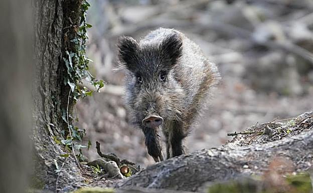 Un jabalí en un monte de Gipuzkoa. 