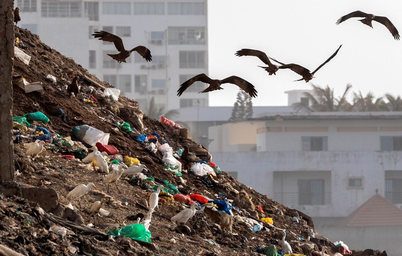 El país africano desecha cada año decenas de miles de toneladas de plástico que acaba en el fondo del océano. Un problema que no solo afecta a su población costera, sino también a su economía. Debido a la falta de mecanismos de gestión de estos residuos por parte de los ayuntamientos, las comunidades han realizado sus propias limpiezas en algunas aldeas. Los ecologistas piden un cambio de política respecto al uso del plástico por parte del gobierno de Senegal.